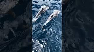 Dolphins in blue water 
