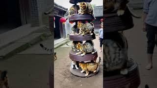 Mr. Tabby’s Spin-the-Wheel Surprise with His Fluffy Friend! 
