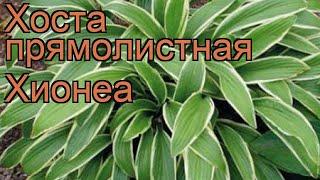 Хоста прямолистная Хионеа (hosta)  хоста Хионеа обзор: как сажать рассада хосты Хионеа