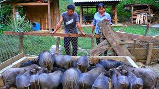 DAU & TU are surprised at the rapid growth of the pig herd. Dismantle the old bridge and plant susu