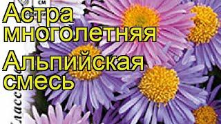 Астра альпийская Альпийская смесь. Краткий обзор, описание характеристик aster alpinus