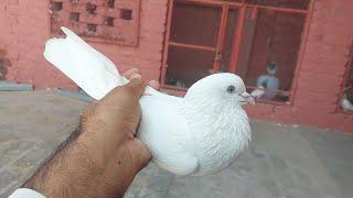 Ya Kon Si Nasal Sy Hy | Special Pigeon | Hashim Mahmood Pigeons