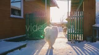 Samoyed Dog Catches The Ball