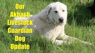 Update on Our Akbash Livestock Guardian Dog