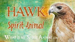 Hawk Spirit Animal | Hawk Totem & Power Animal | Hawk Symbolism & Meanings