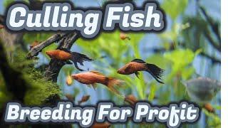 Culling fish for profit, the vienna guppies