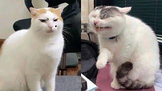 New Cats Videos 2024  Funny Cat Videos - Just Cats #1