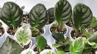 African Violets - LEAF PROPAGATION Tutorial