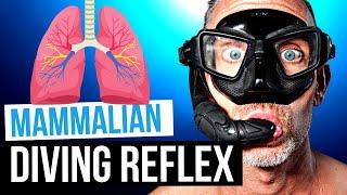 How Freedivers Dive Deeper | The Mammalian Diving Reflex