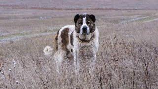 Aboriginal  Shepherd  Of Georgia   Georgian Nagazi