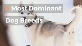 5 Most Dominant Dog Breeds