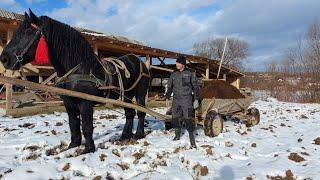 PERCHERONФараон возить підживу для землі.