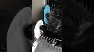 The secret to how a dishwasher works has been revealed. Раскрыт секрет работы посудомоющей машины.