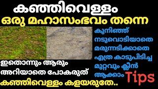 കഞ്ഞി വെള്ളം ഉണ്ടോ?എത്ര കാടുപിടിച്ച മുറ്റവും ക്ലീൻചെയ്യാം/ആരും അറിയാതെ പോകരുത് ഈ സൂത്രം#kitchentips