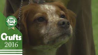 Exclusive Behind The Scenes with the Brittany Best of Breed Winner | Crufts 2016