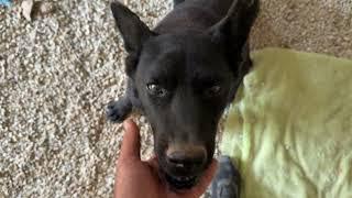Bear Has Become so Much Stronger! Look at Him  - Takis Shelter