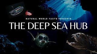 The Deep Sea Hub | Trailer