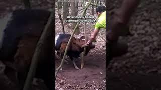 Ram With Horns Stuck To Tree Gets Rescued By Jogger | The Dodo
