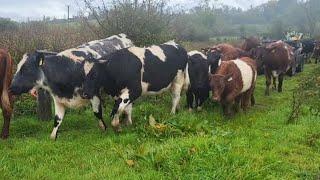 I'm a month behind this year . Getting ready to outwinter cattle the regenerative  farming way