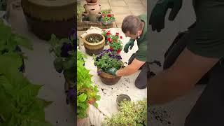 Looking to add some colour or life to your garden? Alongside lawn care and tidying, we also offer