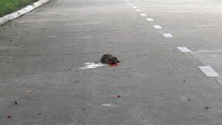 Poor 4 week old dog is living his last moments on the street, no one comes to help!