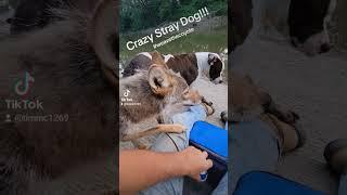 Stray Dog Attack! #pitbull #nature #coyote #duckholliday #weavethecoyote #river #fishing #fish #love