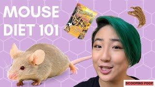 WHAT I FEED MY MOUSE // Mice Diet 101