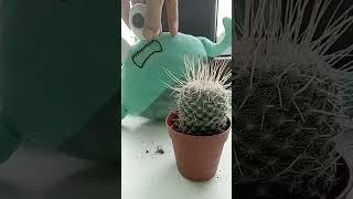 slinky andrew tuch a cactus