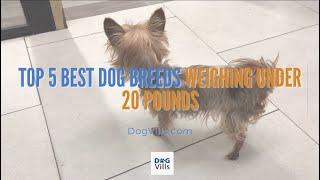 Top 5 Best Dog Breeds Weighing Under 20 Pounds