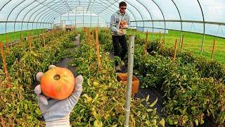 Indoor Tomato Harvest