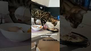 Кот ‍⬛ охотник тайга слабых не любит #бенгальская #охотник