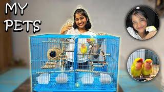 Avani’s Pets | Lutino Peachfaced Lovebirds | Lovebirds As Pets | Avani’s Life