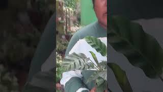 calathea sale#lovemyplantssreekalaribu #planthuntingmalayalam #onlineplants