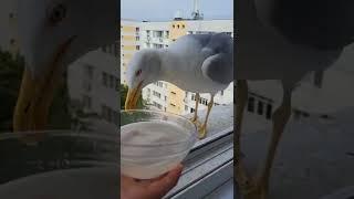 seagull bites other gull's butt   #Shorts #seagulls