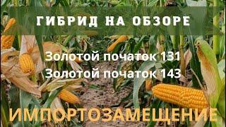 ЗОЛОТОЙ ПОЧАТОК 131 - 143 (ИМПОРТОЗАМЕЩЕНИЕ ГИБРИДОВ КУКУРУЗЫ НА ЗЕРНО)