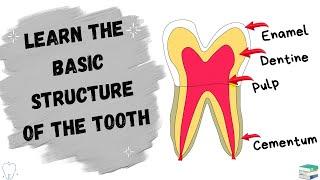 Basic Tooth Structure | Basic Dental Terminologies