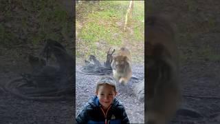 This tiger scared this little boy 