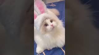 Милые котята)Кот#short#lover#me#follow#animal#funny#cut#beautiful#милые#кот#любитель#