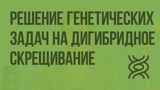 Решение генетических задач на дигибридное скрещивание. Видеоурок по биологии 10 класс