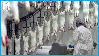  Rabbit Farming - How Farmers Raise Millions of Rabbits - Modern Rabbit Meat Processing in Factory