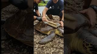  Giant Sea Turtle Rescue! Watch This Majestic Beauty Get a Deep Clean! 