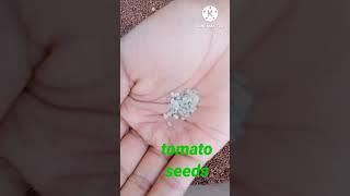 planting tomato plants|#NISWAN GARDENING BOY|#shorts