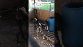 Video of adoptable pet named Ace