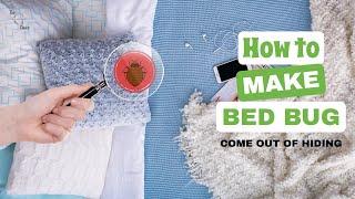 How to Make Bed Bugs Come Out of Hiding? : Insider Strategies!