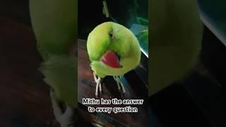 Mithu has the answer to every question#parrot #talkingparrot #parrottalking #alexander #birds