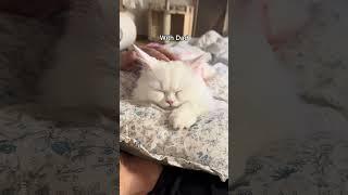My girl cat's different vibes: Mom vs Dad #shorts #cat #funny