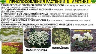 Арктика - характеристика биома, приспособления растений и животных. Подготовка к ЕГЭ по биологии.