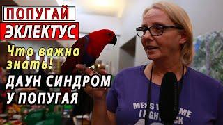 БЛАГОРОДНЫЙ ПОПУГАЙ ЭКЛЕКТУС | ИНТЕРВЬЮ ВЛАДЕЛЬЦЕВ ПОПУГАЕВ | ПОПУГАЙ С ДАУН СИНДРОМОМ