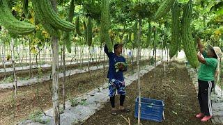 HARVESTING AND MARKETING OF AMPALAYA