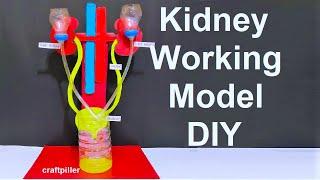 kidney working model with stand for science fair exhibition |  urinary system | craftpiller